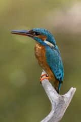 Beautiful blue Kingfisher bird, male Common Kingfisher (Alcedo atthis), sitting on a branch