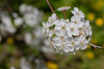 Prunus cerasus flowering tree flower, beautiful white petals tart dwarf cherry flowers in bloom. Garden fruit tree with blossom flowers