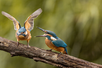 Beautiful blue Kingfisher bird, male Common Kingfisher (Alcedo atthis), sitting on a branch