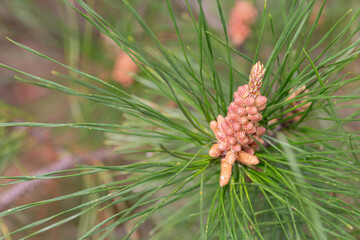 Pinus radiata, the Monterey pine or insignis pine in bloom. Close-up of bud pollination pinecone on pinus branches. Sunny day in spring Arboretum Park Southern Cultures in Sirius (Adler) Sochi.