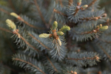 Spruce branches on a green background. The blue spruce, green spruce, white spruce. Picea Abies