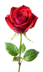 Naklejka premium A single red rose against a white background