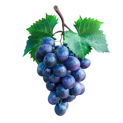 Fototapeta premium Blue grape with green leaves on a transparent background, moist fruit, includes clipping path and full depth of field.