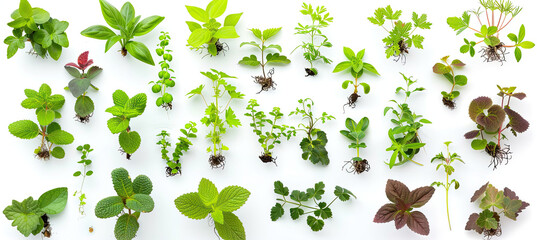 Set of Plants Isolated on White Background, Assorted Greenery Collection, Variety of Plant Species, High-Resolution Botanical Image, Lush Plant Life, Nature-Inspired Display, Fresh Green Foliage