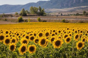 Fototapeta premium Expansive sunflower field with mountains in Burgos, Spain