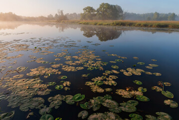 Starorzecze Wisły o świcie, Polska Śląsk  © Elżbieta Kaps