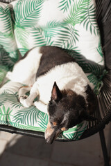 old mixed breed adopted dog sleeping on the couch on the terrace or balcony, sunbathing