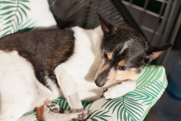 old mixed breed adopted dog sleeping on the couch on the terrace or balcony, sunbathing