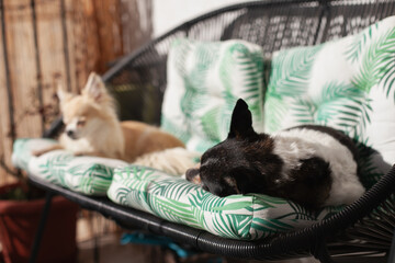 two dogs of mixed breed and chihuahua sleeping on the couch on the terrace or balcony, sunbathing