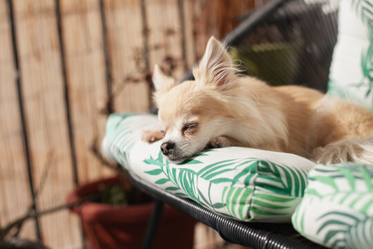 beige fluffy long hair chihuahua fluffy dog sleeping on the couch on the terrace or balcony, sunbathing