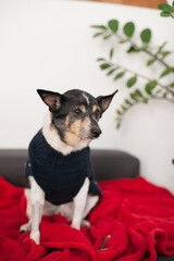 old mixed breed adopted dog in christmas sweater  at home sleeping on red blanket