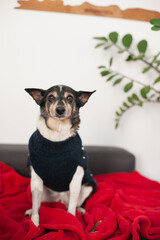 old mixed breed adopted dog in christmas sweater  at home sleeping on red blanket near green plant, copy space white wall