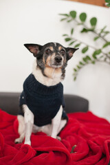 old mixed breed adopted dog in christmas sweater  at home sleeping on red blanket