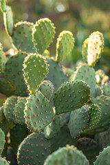 Prickly pear cactus plant