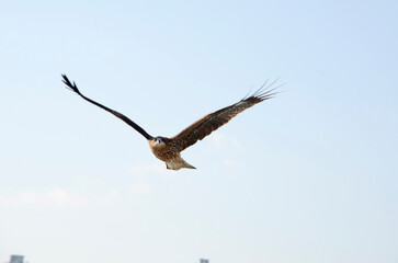 鳶
