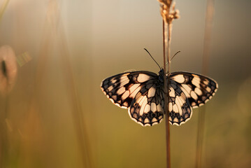 Motyl polowiec szachownica na łące o świcie. © Elżbieta Kaps