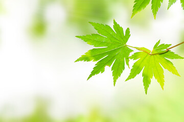 leaf green background.Green leaves background, summer or spring season, close-up.