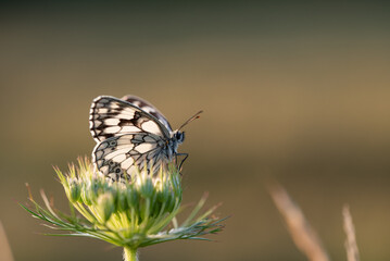 Motyl polowiec szachownica na łące o świcie. © Elżbieta Kaps