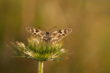 Motyl polowiec szachownica na łące o świcie. © Elżbieta Kaps