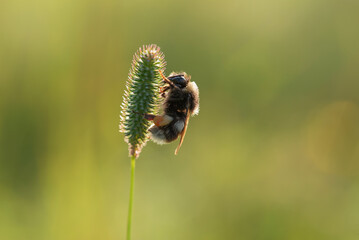 Trzmiel śpi na trawie na łące © Elżbieta Kaps