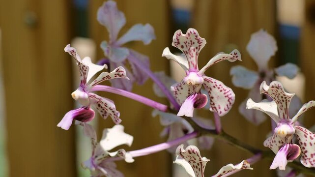 Serene Garden Moment - Graceful Vanda Tricolor Orchids - High-Resolution Stock Footage.