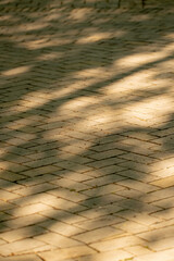 in the city on sunny street on a sidewalk lined with paving stones the sun's rays in the gap of the trees a clean street