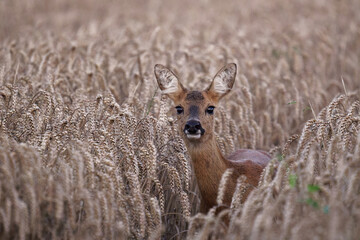 Reh im Weizenfeld