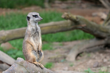 A vigilant meerkat guards its surroundings