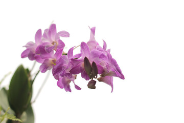 Orchid flower on white background