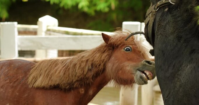 Close up of a brown Shetland pony horse head. A Shetland pony (or a Shetland mix) is strong enough to be ridden by children.