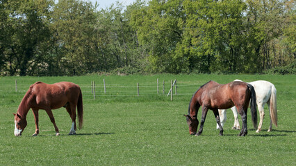 Fototapeta premium Horses eat grass in a clearing in the sun