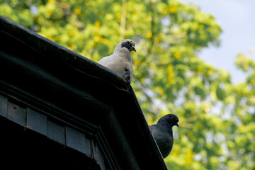 Obraz premium in the city in public park on a cobblestone path, a flock of pigeons is looking for food urban motifs with birds on the roof of the gazebo