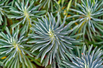 Close-up top view of plant at botanical garden at promenade of Passer River at Italian City of Meran on a sunny summer day. Photo taken July 16th, 2024, Merano Meran, Italy.