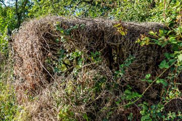Obraz premium Schäden an einer Thujahecke