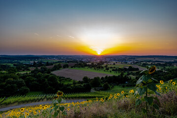 Fototapeta premium Sonnenblumenfeld im Weinberg