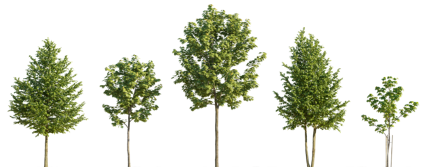 Street summer trees (tilia, linden, platanus, maple) medium and small isolated png on a transparent background perfectly cutout