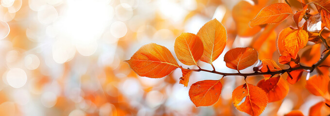 Close up of colorful, orange leaves on branches, foliage of trees, with bokeh, lights on blurred background. Scenic autumn, fall landscape with sunlight. Copy space. Generative ai	