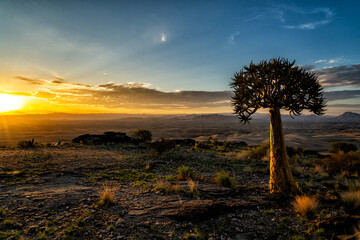 Quiver tree (Aloe dichotoma),at sunrise in the desolate Rostock area between Solitaire and Walvis...