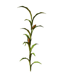 plant isolated on white