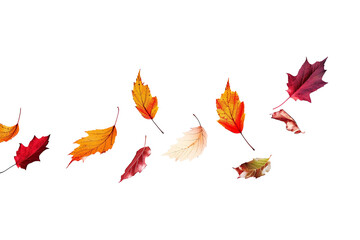 vibrant autumn leaves flying isolated on background