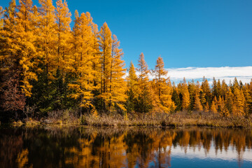 The golden autumn tamaracks along the bog stream opposite the High Lake boat landing in mid-October near Boulder Junction, Wisconsin