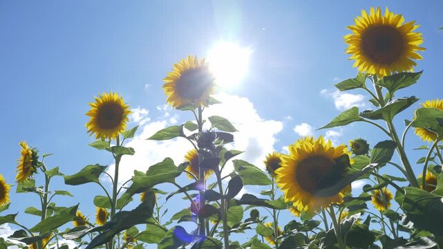 A sunflower flower grows on a field against a blue sky. The sun's rays shine through the yellow petals.