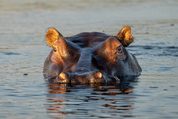 Fototapeta premium Hippopotamus shows dominant behaviour. A close encounter from a boat in the Chobe River on the border between Botswana and Namibia. 