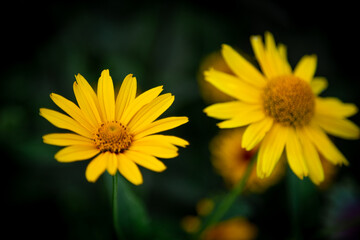 large flowered tickseed Summer garden Coreopsis grandiflora yellow flower