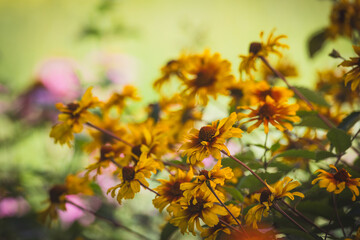 Summer garden flowers wallpaper Heliopsis helianthoides is a species of flowering plant in the family Asteraceae, known by the common names smooth oxeye and false sunflower Inspired Wallpaper