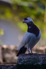 Pigeon standing on the fence. Pigeons with brown feathers and dominant white. Turning his head.