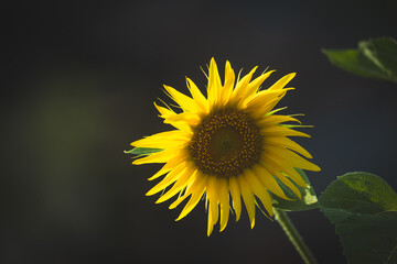 Obraz premium Garden in summer, amazing yellow sunflower close-up, Floral Pattern for Nature-Themed Decoration, Vibrant Yellow Blooms for Garden-Inspired Wallpaper or Desktop Background