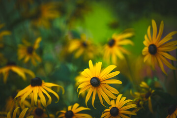 yellow Black-eyed Susan Rudbeckia fulgida amazing flower in summer garden, wallpaper or background theme