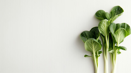 Obraz premium bunch of pak choi isolated on white 