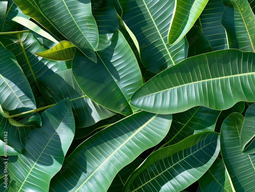Poster close-up of lush green mango leaves with sunlight filtering through, creating a vibrant tropical sce